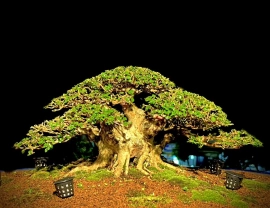 Taiwan premna bonsai tree