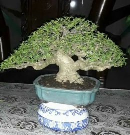 Vietnamese water jasmine tree