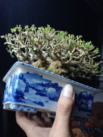 Premna bonsai tree