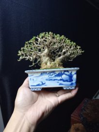 Premna bonsai tree