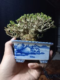 Premna bonsai tree