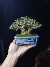 Premna bonsai tree