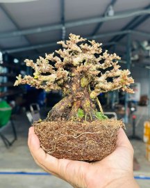 Antidesma acidum bonsai tree 12cm