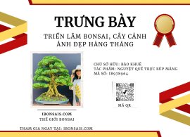 Nguyệt quế trực búp măng phong cách