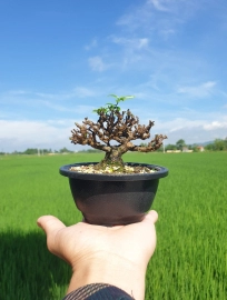 Vietnamese water jasmine, mini tree