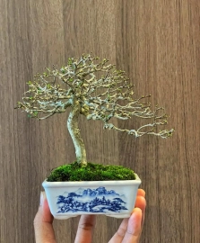 Vietnamese water jasmine, mini tree