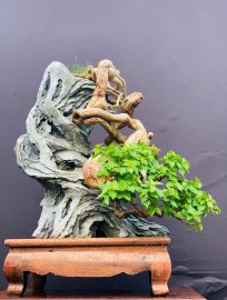 Bougainvillea Bonsai artwork