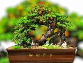 Scopolia nana bonsai tree with fruits