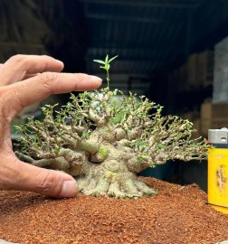 Vietnamese water jasmine 10cm tall