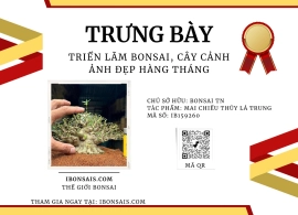 Mai chiếu thủy lá trung 10cm