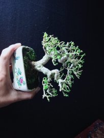 Indo premna bonsai tree