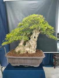 Bonsai lũa đẹp giá mềm, mời các anh chị vào xem live ủng hộ nhé!