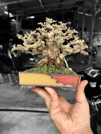 Repot antidesma acidum bonsai tree