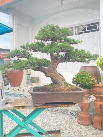 Buddhist pine bonsai tree