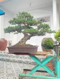 Buddhist pine bonsai tree