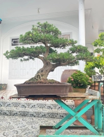 Buddhist pine bonsai tree