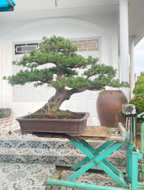 Buddhist pine bonsai tree