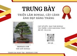 Vietnamese blue bell bonsai artwork