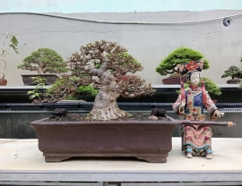 Cute bonsai garden ❤️