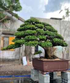 Super scopolia nana bonsai tree