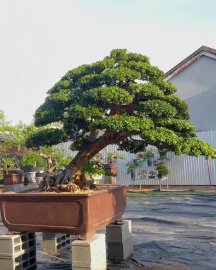 Super scopolia nana bonsai tree