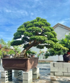 Super scopolia nana bonsai tree