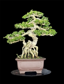 Antidesma acidum bonsai tree