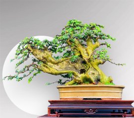 Cây Duối bonsai lùn lực❤️