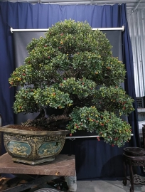 Scopolia nana bonsai tree