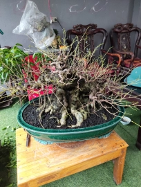 Bonsai tree in trainng - mature tree in the pot