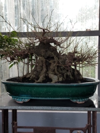 Bonsai tree in trainng - mature tree in the pot