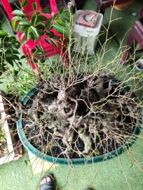 Bonsai tree in trainng - mature tree in the pot