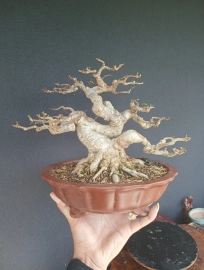 Bộ sưu tập bonsai