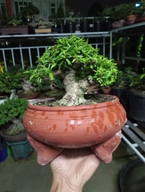 Bộ sưu tập bonsai