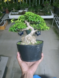 Bộ sưu tập bonsai