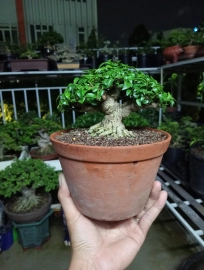 Bộ sưu tập bonsai