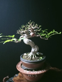 Bộ sưu tập bonsai