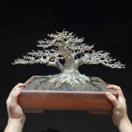 Bộ sưu tập bonsai