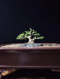 Bộ sưu tập bonsai