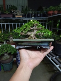 Bộ sưu tập bonsai