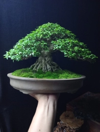 Bộ sưu tập bonsai