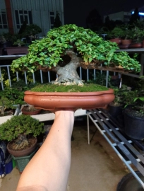 Bộ sưu tập bonsai