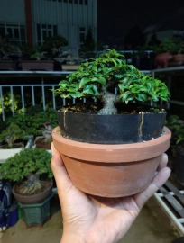 Bộ sưu tập bonsai