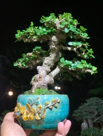 Mini antidesma acidum tree