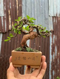 Mini scopolia nana tree