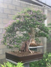 Linh sam bonsai size lớn ạ