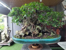 Ficus benjamina over rock