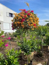 Bougainvillea trees on sale