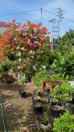 Bougainvillea trees on sale