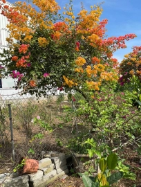 Bougainvillea trees on sale